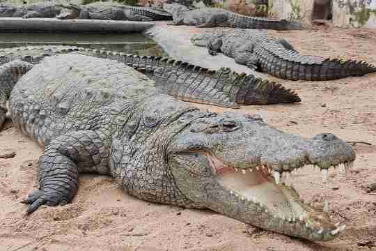 Amaravathi Crocodile Farm