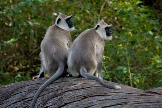 Chinnar Wildlife Sanctuary