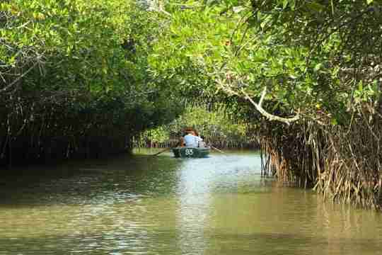 Pichavaram Mangrove Forest