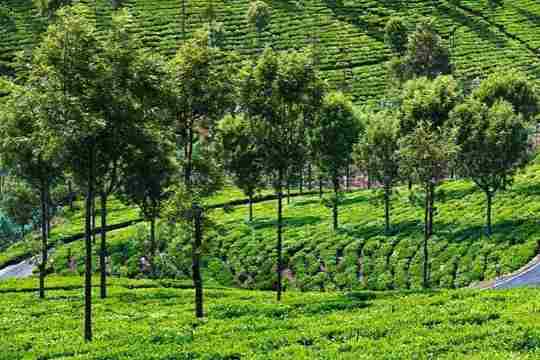 Nilgiri Tea