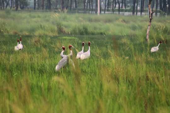 Lumbini Crane Sanctuary