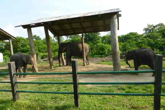 Elephant Breeding Center