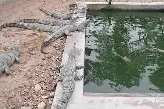 Gharial Breeding Center