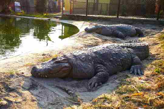 Amo Chhu Crocodile Breeding Centre