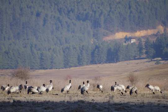 Black Necked Crane Information Centre