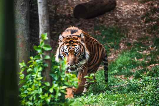 Bengal Safari