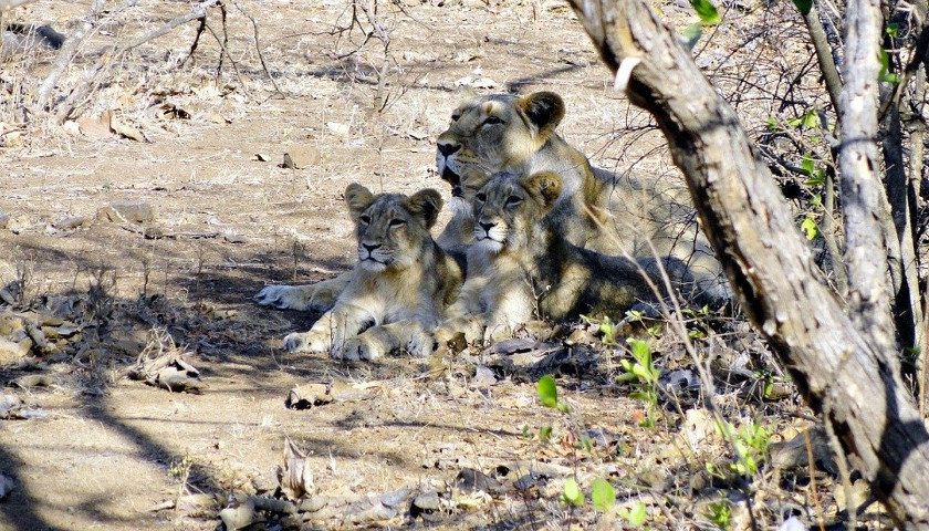 Exploring the Majestic Asiatic Lions of India: A History, Geography, and Travel Guide